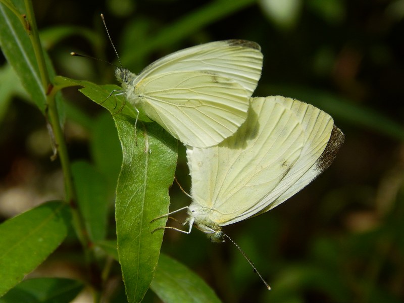 Accoppiamento di Pieris napi o rapae?